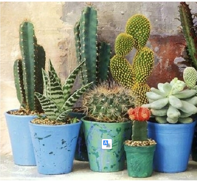 TOP 20 cây leo ban công cho nhà thêm mát