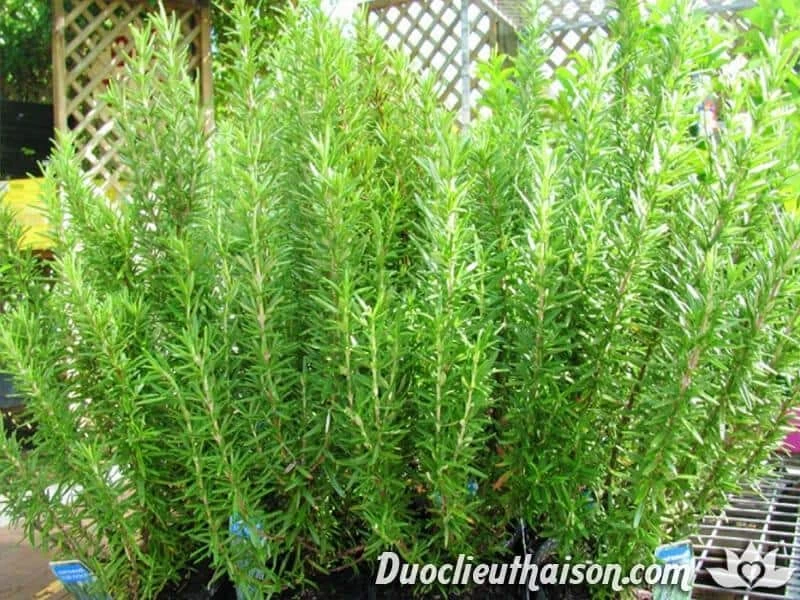 Cách đuổi muỗi bằng cây hương thảo hiệu quả và an toàn